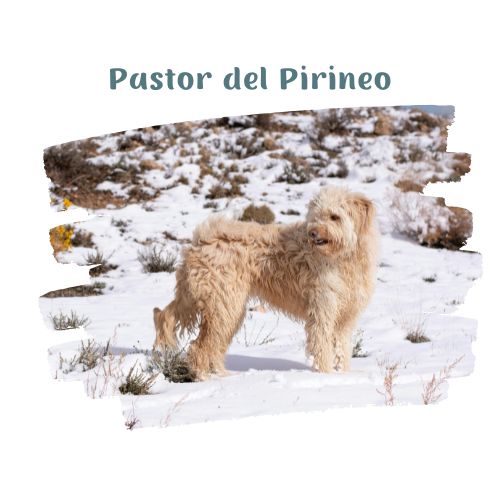 pastor del pirineo perritos en la nieve blog oh my gos