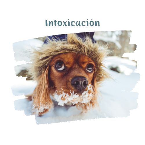 perro intoxicacion en la nieve perritos en la nieve blog oh my gos