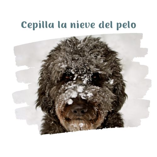 quita el hielo de su pelo y de la patas perritos en la nieve blog oh my gos