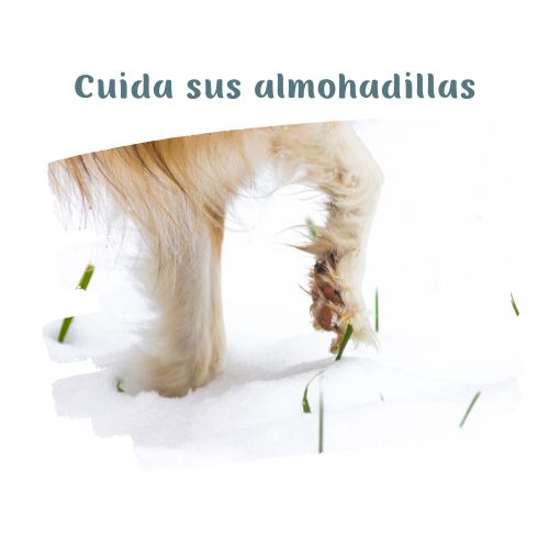 cuida sus almohadillas perritos en la nieve blog oh my gos