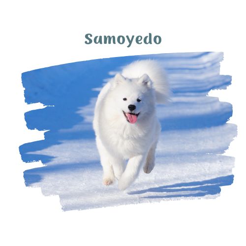 samoyedo perritos en la nieve blog oh my gos