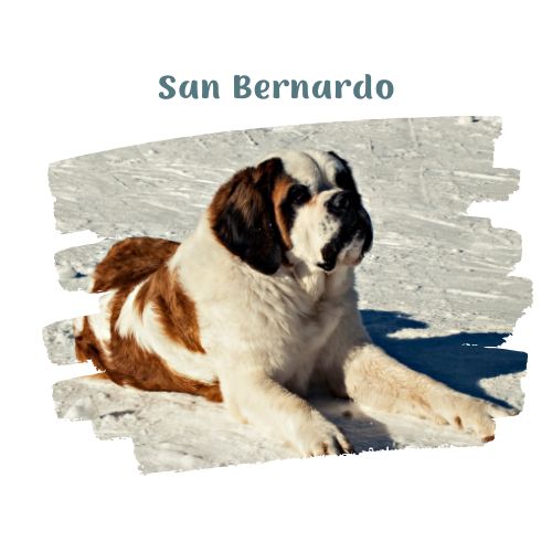 san bernardo perritos en la nieve blog oh my gos