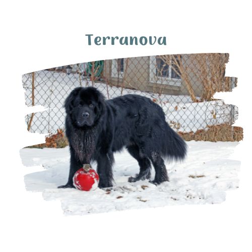 terranova perritos en la nieve blog oh my gos