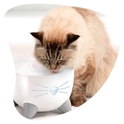 Accesorios para Gato oh my gos