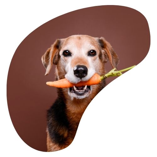 Alimentacion sana para perro