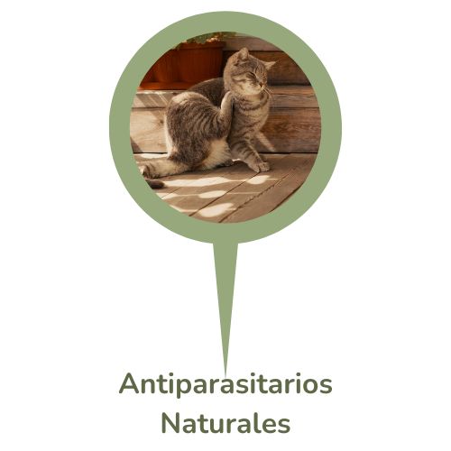 Antiparasitarios naturales para gato oh my gos