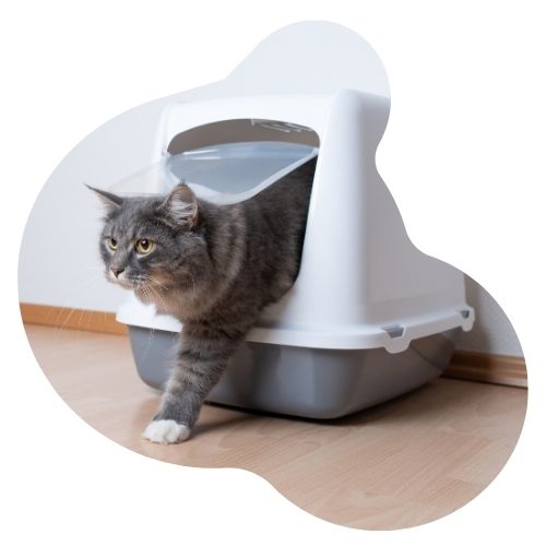 Arena y Areneros para gato oh my gos