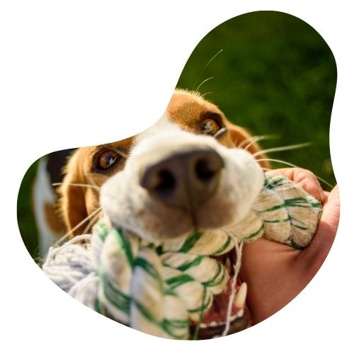 Juguetes para perros oh my gos