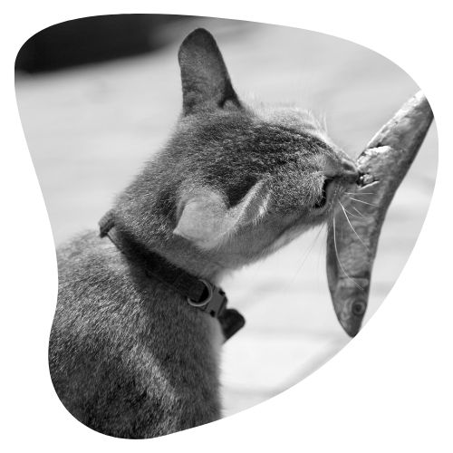 Sancks naturales para Gato oh my gos