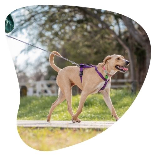 Tienda para perros todo para el paseo