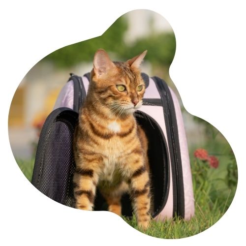 Transportines para gatos oh my gos