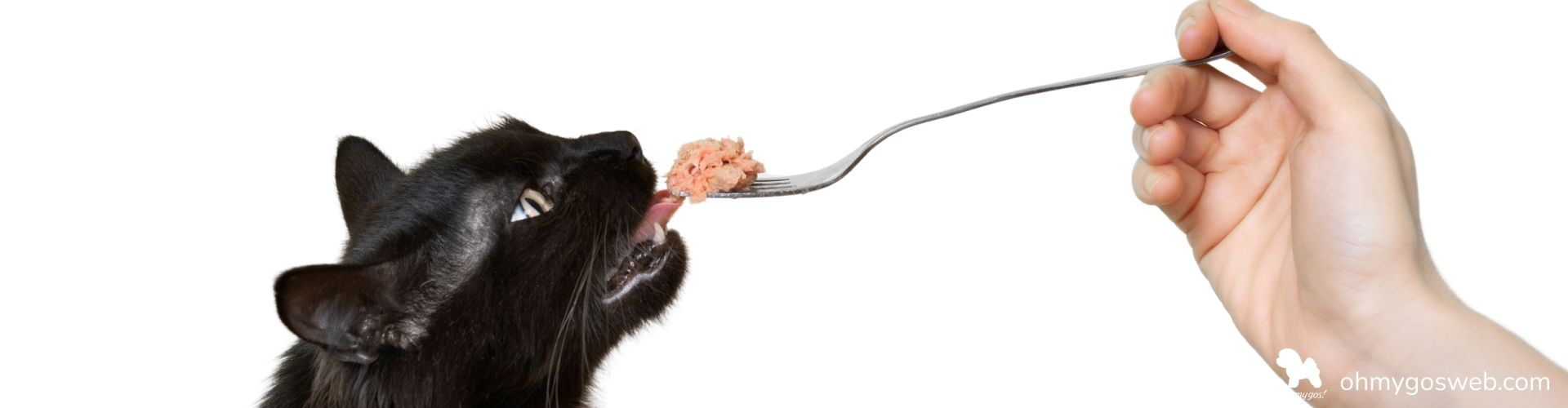 comida humeda gato ohmygosweb.com