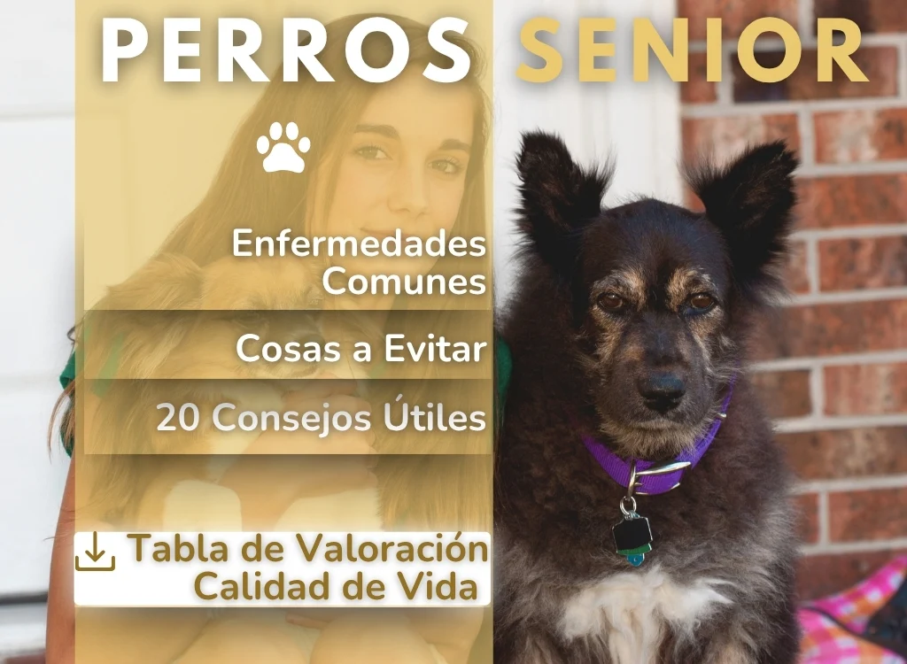 perros senior cuidados y tabla calidad de vida descargable