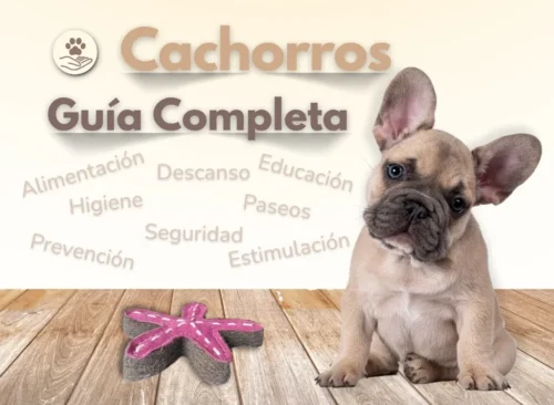 que necesita un cachorro de perro como entrenar un cachorro blog oh my gos