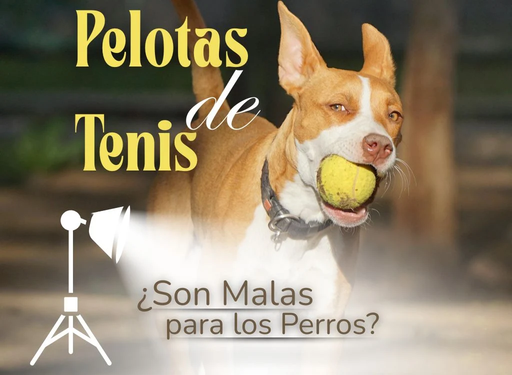blog oh my gos las pelotas de tenis son malas para los perros