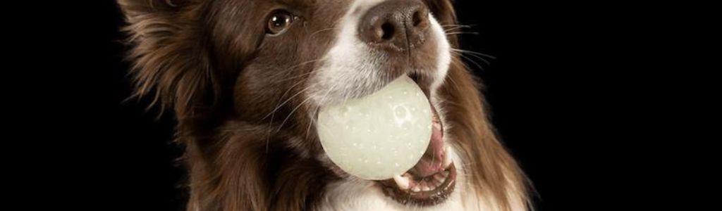 Pelota Fluorescente para perro compra en oh my gos
