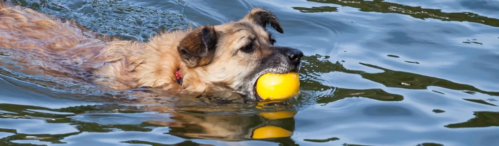 Pelota que flota muy resistente para perro starmark