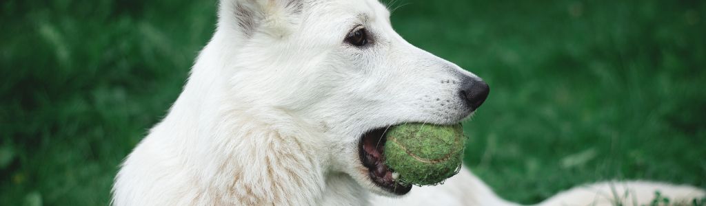 peligro de las pelotas de tenis para perro