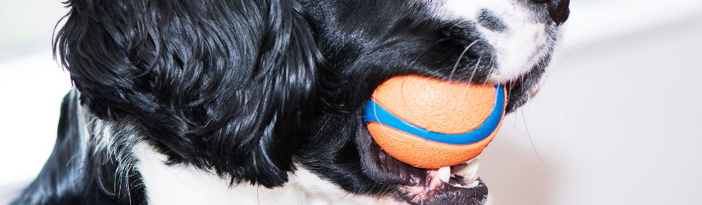 pelota de caucho para perro chuckit