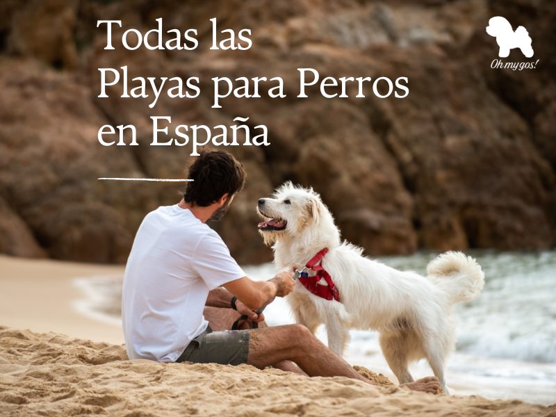 playas para perros en españa oh my gos blog