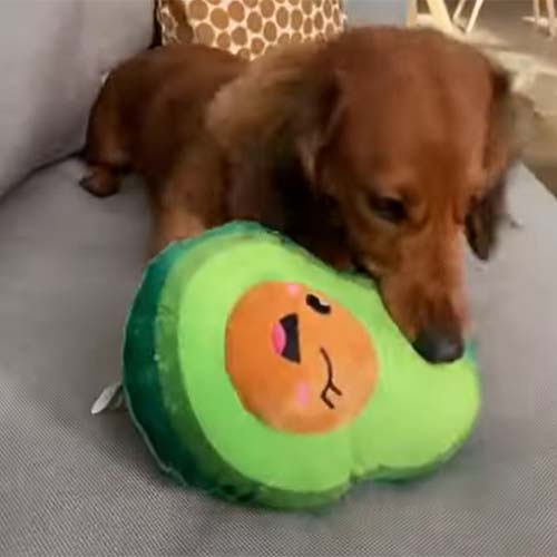 teckel jugando con peluche