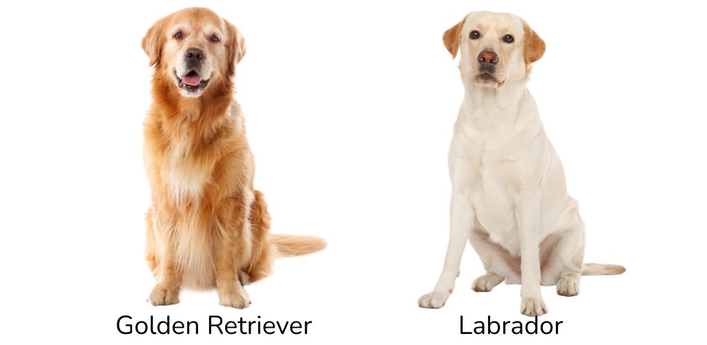 Golden Retriever y labrador diferencias