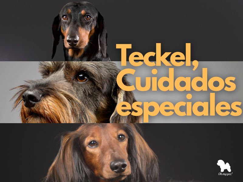 Teckel cuidados especiales Perro Salchicha Guía completa para un compañero sano y feliz oh my gos