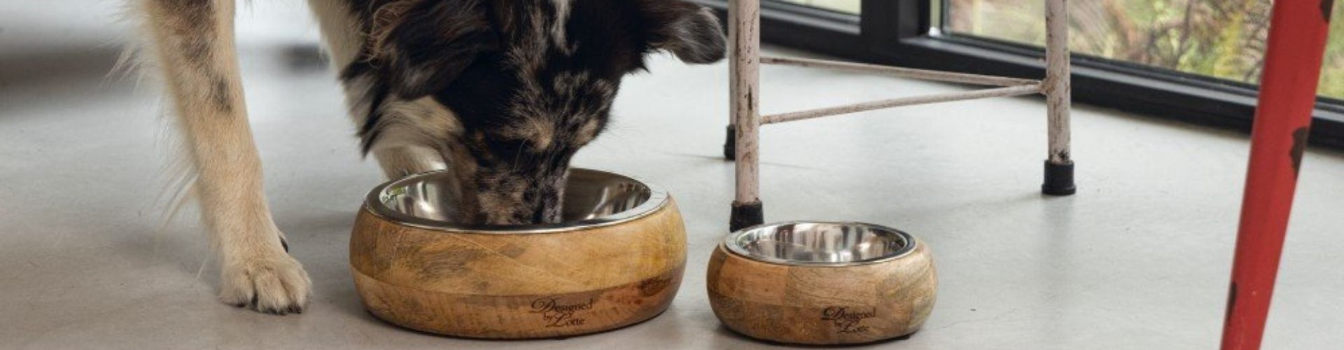comederos para perro compra en oh my gos