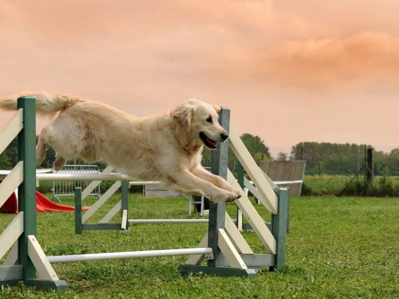golden retreaver agility saltos