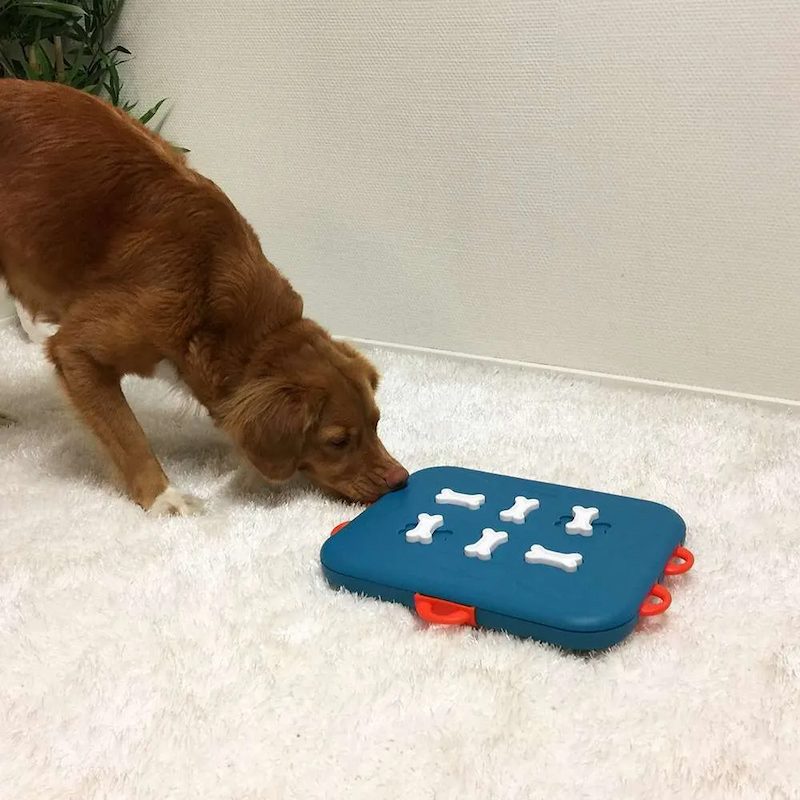 golden-retriever--dog-casino-nivel-3-blog ohmygosweb