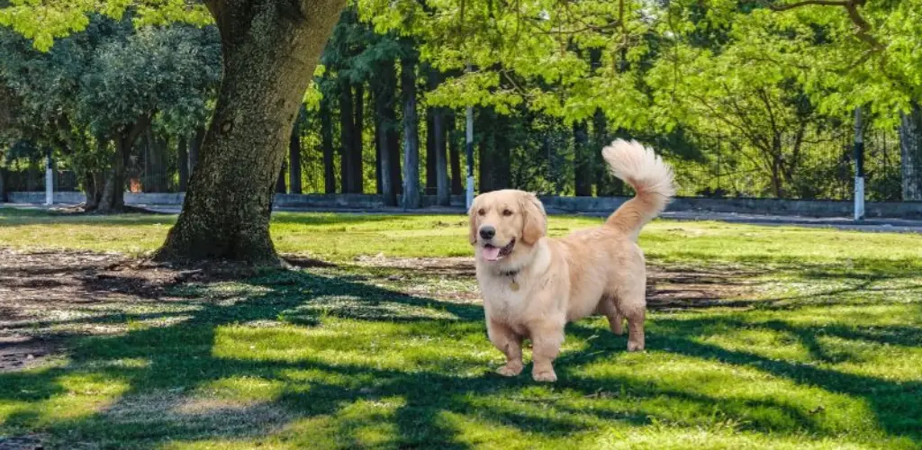 golden retriever enano o mini