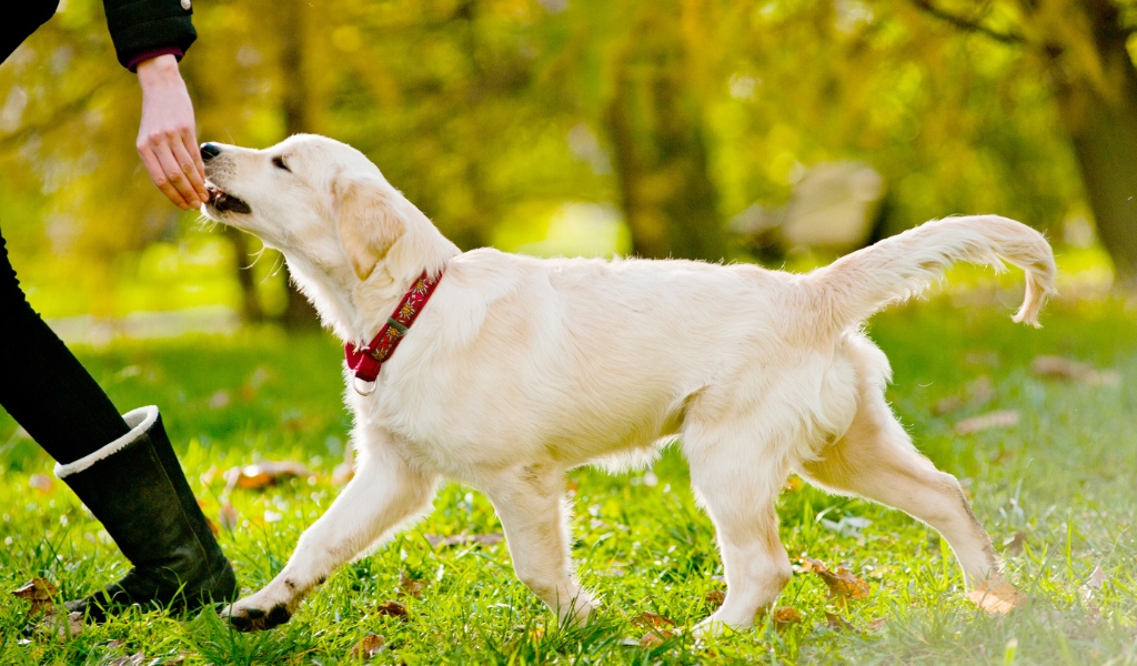 golden retriever entrenamiento refuerzo positivo blog ohmygosweb.com
