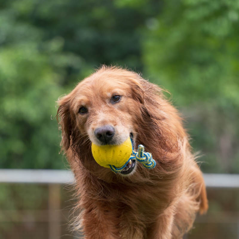 golden retriever - golden retriever lanza y trae juguete