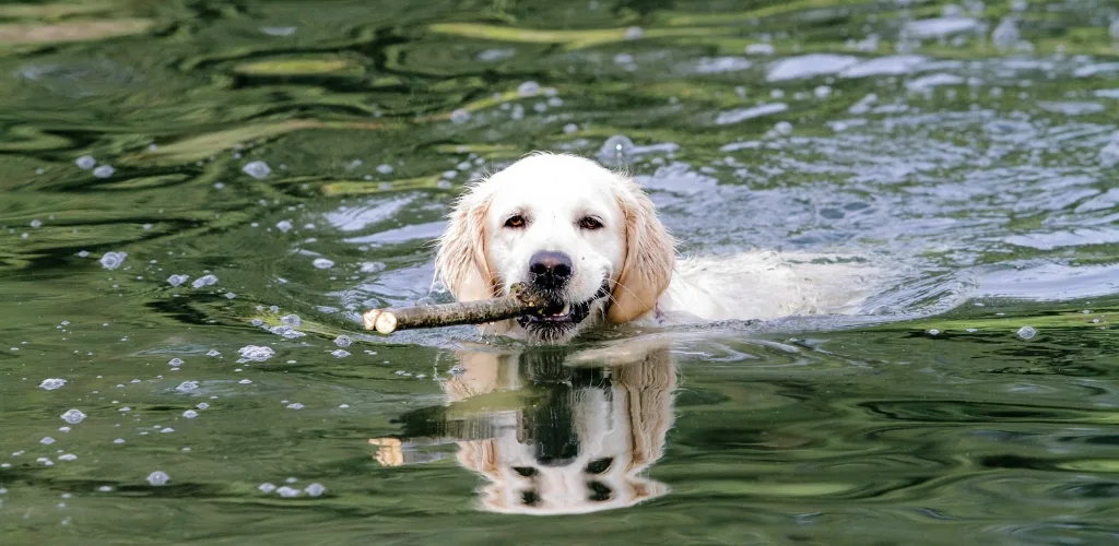 golden retriever nadando mar o rio