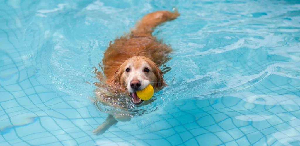 golden retriever nadando piscina