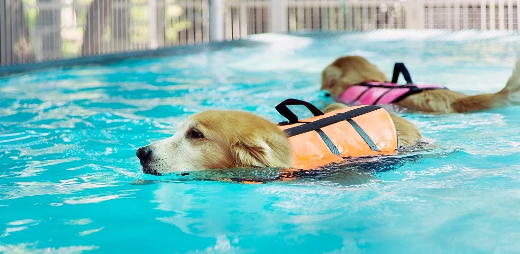 golden retriever natacion terapeutica