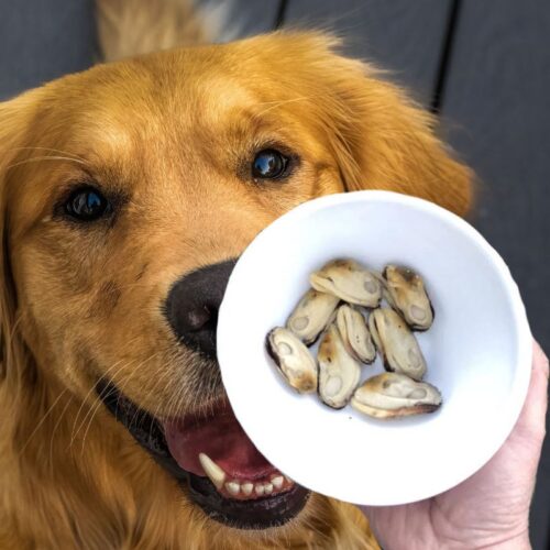 mejillon de labio verde para golden retriever
