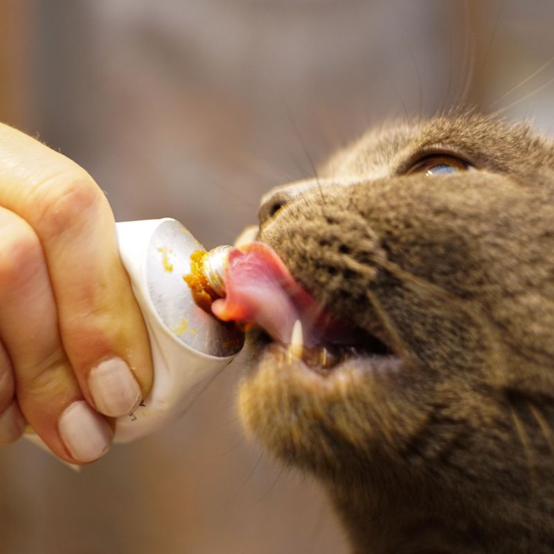 pasta de malta para gato