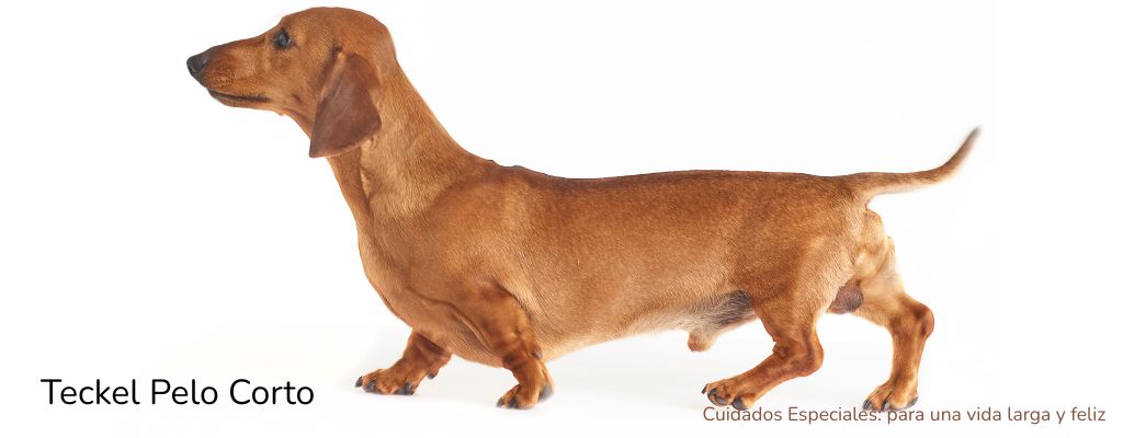 Teckel de pelo corto Cuidados Esenciales para una Vida Larga y Feliz - oh my gos