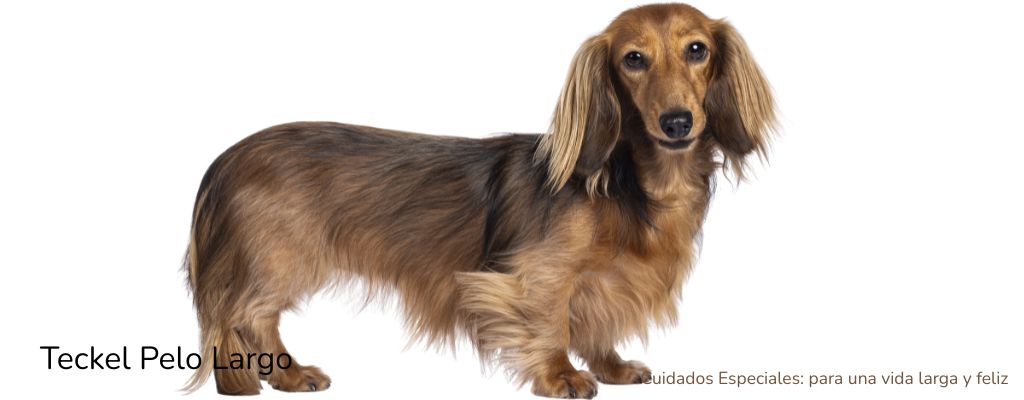 Teckel de pelo largo Cuidados Esenciales para una Vida Larga y Feliz - oh my gos