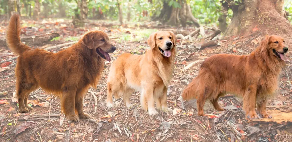 tipos de golden retriever