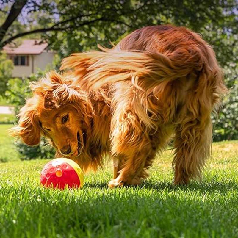 treat-tumble-nivel1-golden retriever-ohmygosweb
