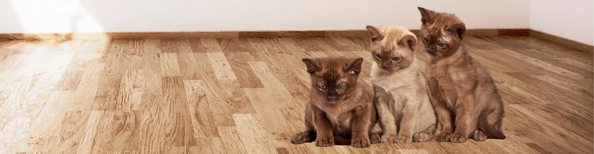 alimentacion gato junior comida para gato cachorrro oh my gos