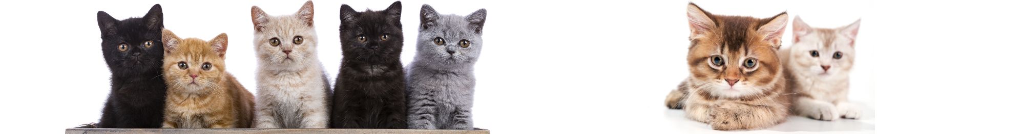 comida para gato junior kitten oh my gos