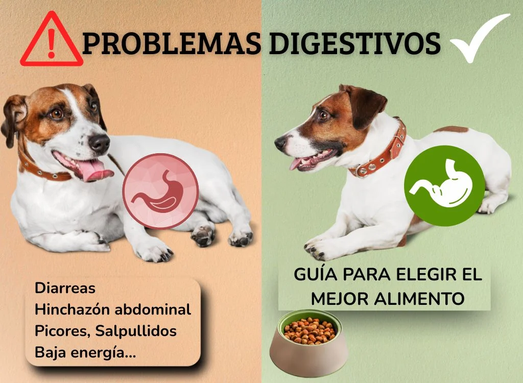 mejor pienso para perros con problemas digestivos oh my gos