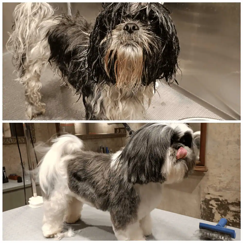 Shih Tzu peluqueria oh my gos