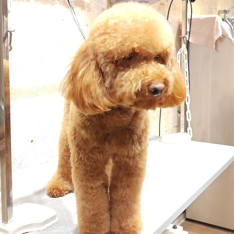 caniche apricot peluqueria oh my gos