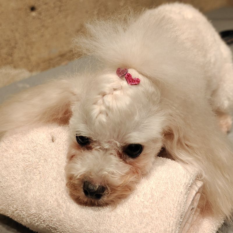 caniche sesion spa peluqueria oh my gos