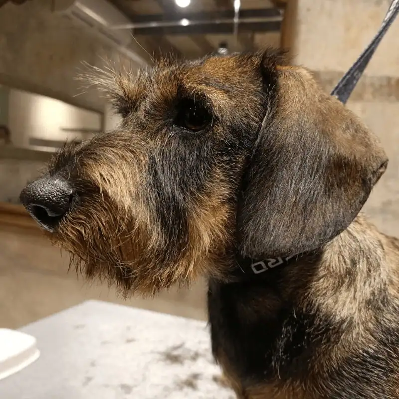 teckel pelo duro OH MY GOS