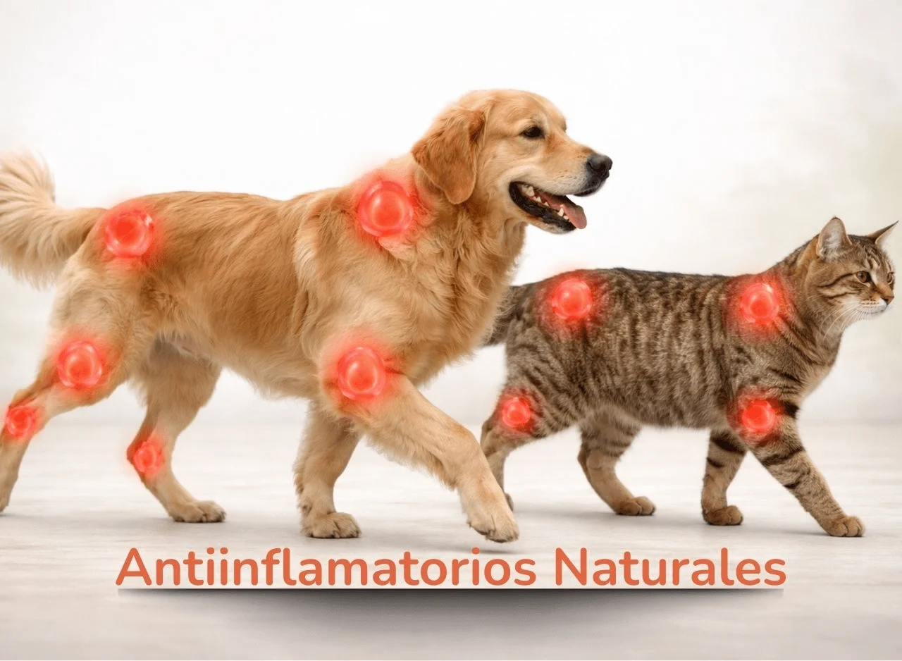 Antiinflamatorios para perros y gatos opciones naturales ingredientes y apoyo ohmygos